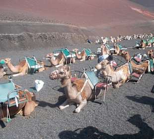 Kamelreiten - Nationalpark Timanfaya