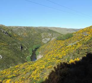 Mitder Taileri Railway durch die Natur Neuseelands