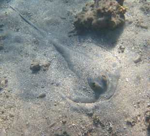 Eingegrabener Rochen