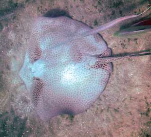 Schnorcheln Marsa Alam