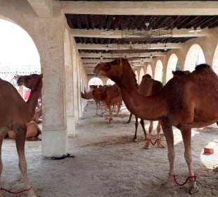 Kamelmarkt Doha