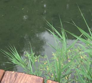 Forellenbächle Glacis Park