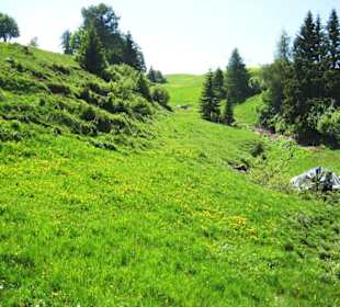 Blütenwanderung auf der Seiser Alm