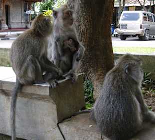Schon wieder Affen