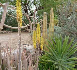 Botanical Garden, Eilat