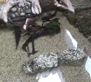 Südamerika Bereich - Südamerikahaus