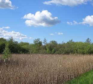 Impressionen vom Bederkesaer See