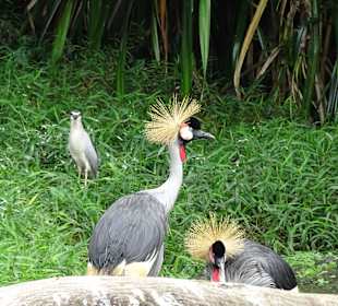 Jurong Bird Park Singapur