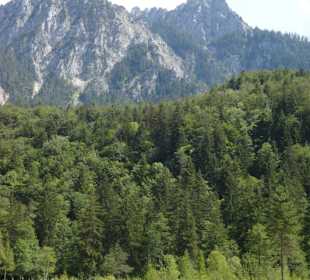 See und der Säuling