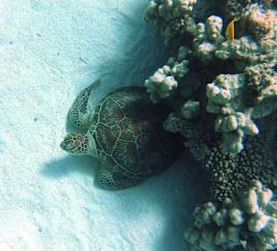 Grüne Meeres - Schildkröte