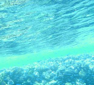 Fische 