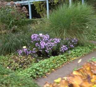 Karl-Foerster-Garten