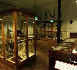 Naturalien-Kabinett des Landesmuseums