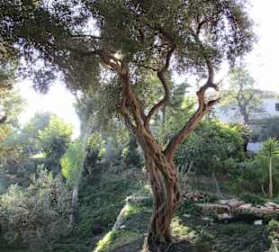  Kloster Paleokastritsa