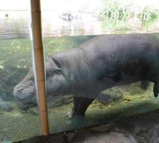 Singapur Zoo