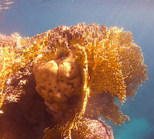 Schnorcheln Marsa Alam