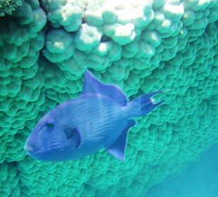 Blauer Drückerfisch