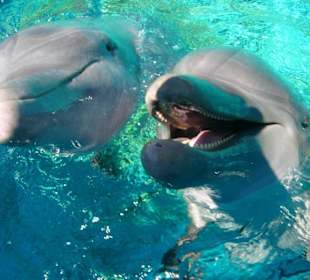 Aquarium  (2 km entfernt vom Hotel Los Corales - Carisol)