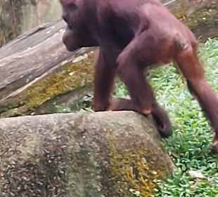 Singapur Zoo