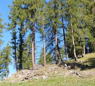 Abwechslungsreicher Weg