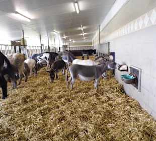 Eselpark-Impressionen