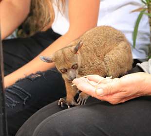 Neugieriges Bushbaby