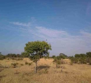 Krüger Nationalpark