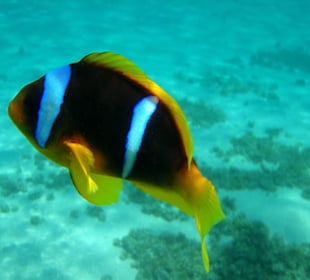 Auch Nemo wohnt im Nordriff