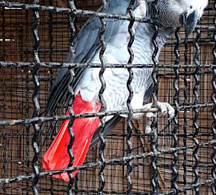 Botanischer Garten Viveiro