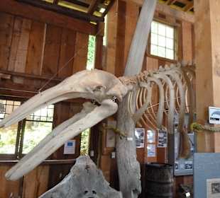 Museum Whale Interpretive Centre Telegraph Cove