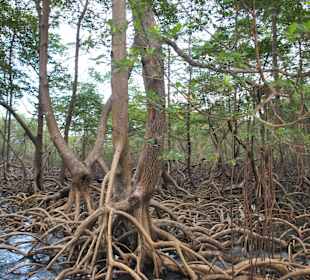 Mangroven