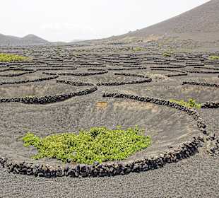 Weinanbau Timanfaya Nationalpark