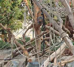 Orang-Utan Pavillon 