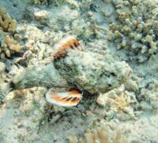 Hier ist er böse, also vorsicht