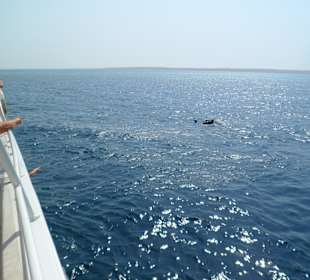 Delfinschwimmen und Schnorcheln am 24.07.2012