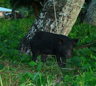 Maialino legato ad un albero