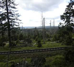 Hier ist der Wald ganz schön geschädigt