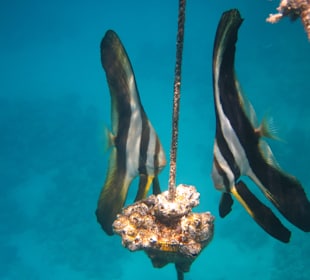 Schnorcheln Makadi Bay