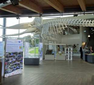 Im Empfangsgebäude des Natureums Niederelbe