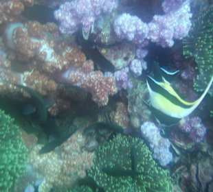 Halfterfisch bei Anemone Reef