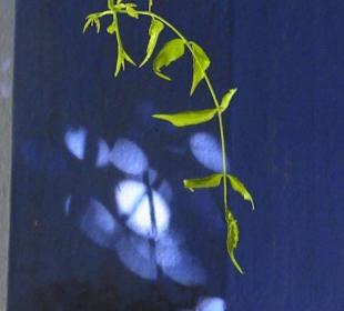 Marrakesch: Jardin Majorelle