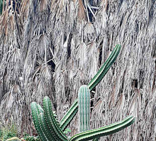 Botanischer Garten Viveiro
