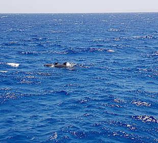 Delfin Tour Makadi Bay