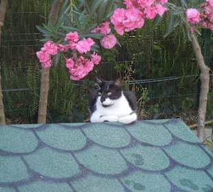 Strandpromenade Evrenseki