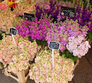 Eindrücke vom Blumenmarkt in Aix-en-Provence