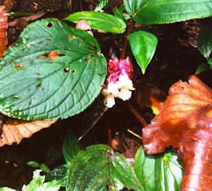 kleine Blüte am Waldboden