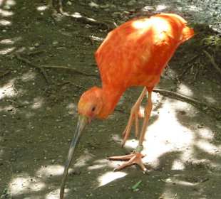 Großvoliere mit Roter Sichler