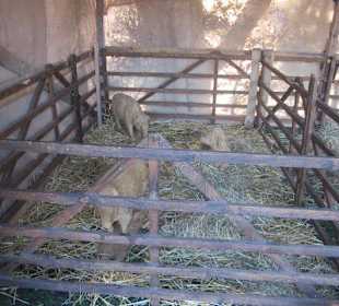 Weihnachtsmarkt Wissembourg