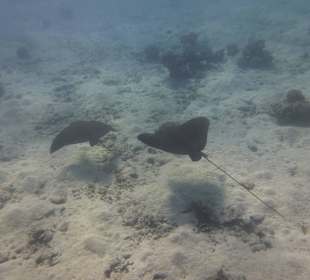 Rochenbesuch während der Delfintour - einmalig!