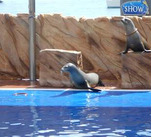 Seelöwenshow